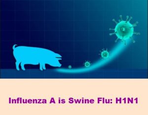 Influenza A is Swine Flu