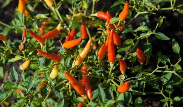  Is Chili Healthy? Unpacking the Nutritional Benefits of Spicy Delight