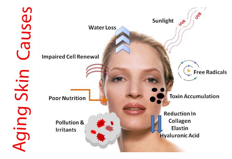 15 Drinks and Foods that Prevent Skin Aging 5 Skin Aging Causes